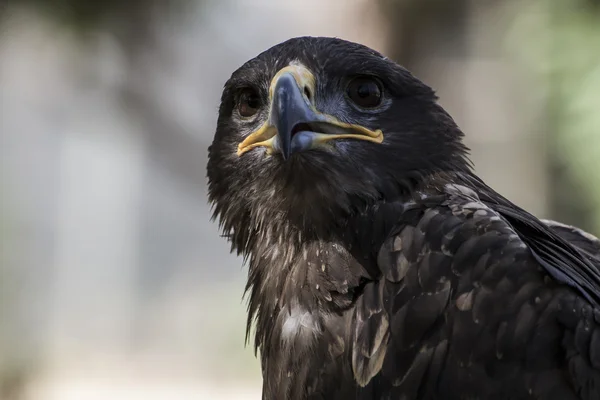 Trappola per topi American Eagle — Foto Stock