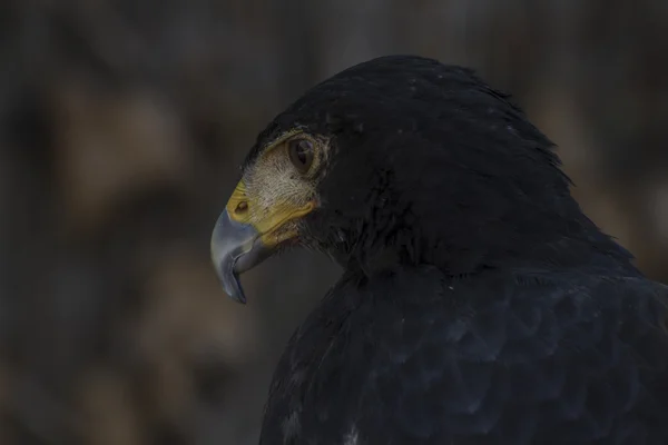 Brown eagle — Stock Photo, Image