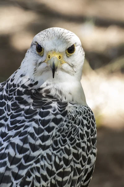 Beautiful white falcon — Stock Photo, Image