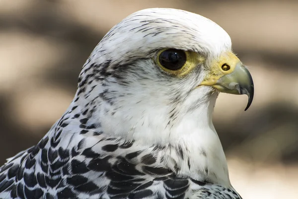 Bellissimo falco bianco — Foto Stock