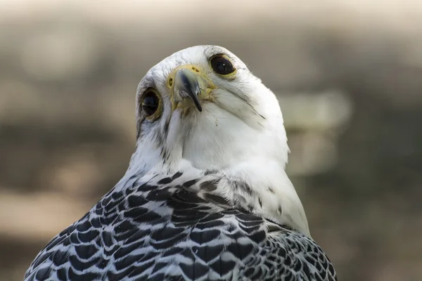 Beautiful white falcon — Stock Photo, Image