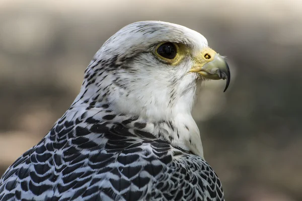 Beautiful white falcon — Stock Photo, Image