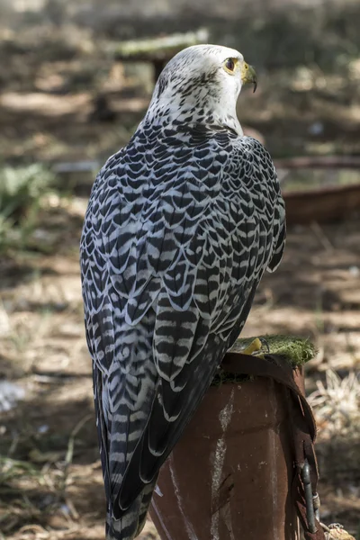 Schöner weißer Falke — Stockfoto