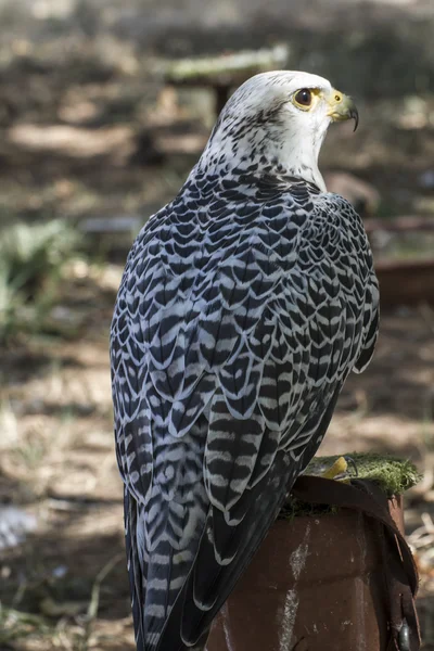 Hermoso halcón blanco — Foto de Stock