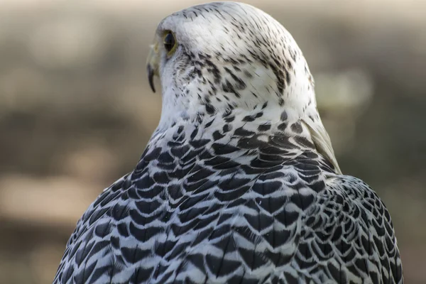 Bellissimo falco bianco — Foto Stock