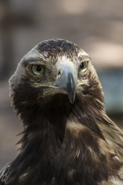 Aquila bruna — Foto Stock