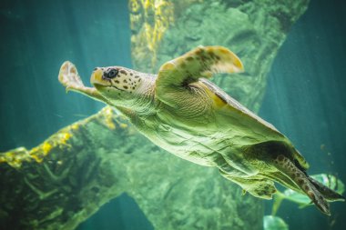 Dev deniz kaplumbağası