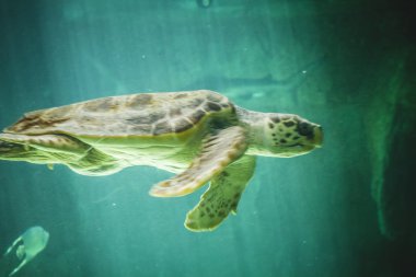 Dev deniz kaplumbağası