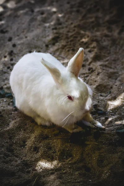 Tavşan Hayvanat Bahçesi — Stok fotoğraf