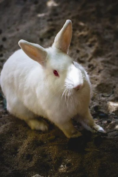 Conejo en zoológico — Foto de Stock