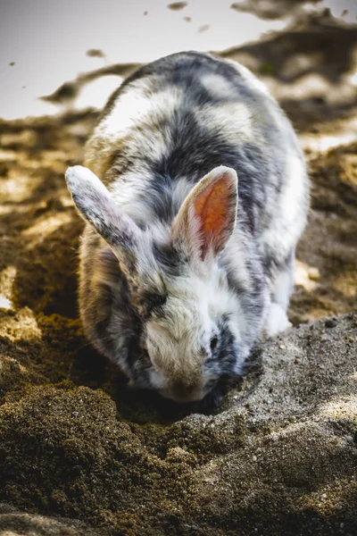 Lapin dans le zoo — Photo