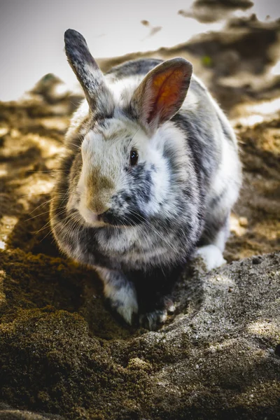 Rabbit in zoo — Stock Photo, Image