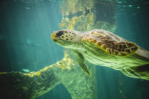 Huge sea turtle — Stock Photo, Image