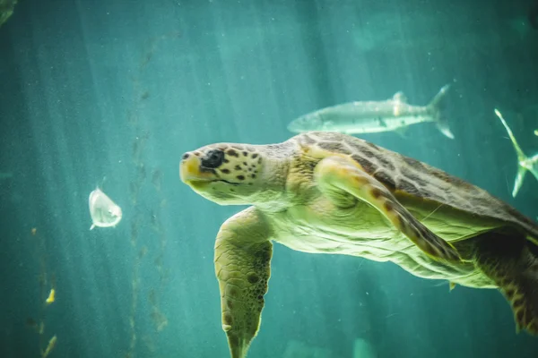 Stor havssköldpadda — Stockfoto