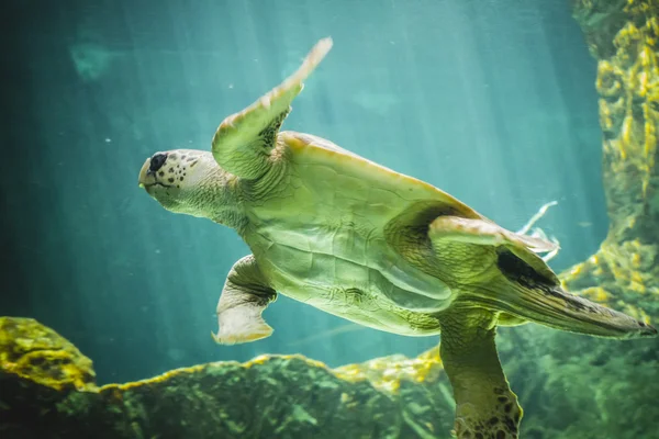 Huge sea turtle — Stock Photo, Image