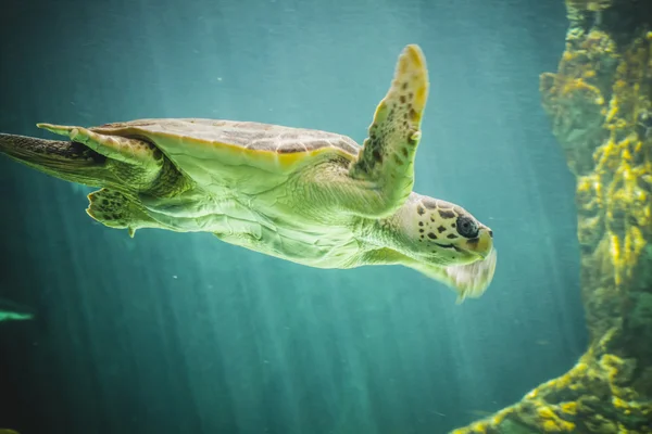 Huge sea turtle — Stock Photo, Image