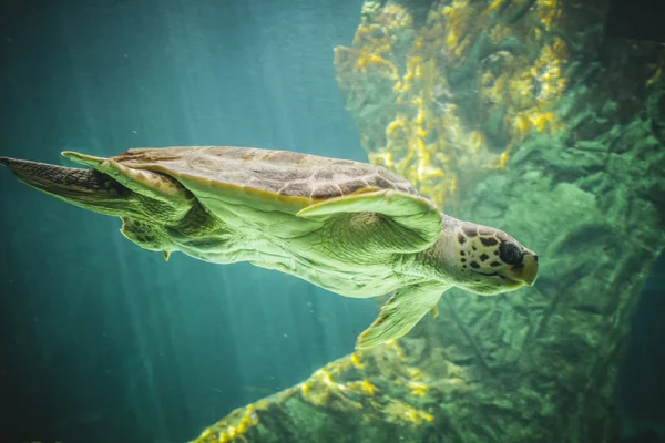 Obrovská mořská želva — Stock fotografie