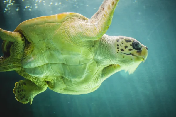 Enorme zeeschildpad — Stockfoto