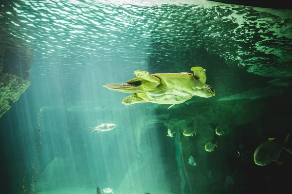 Τεράστια θαλάσσια χελώνα — Φωτογραφία Αρχείου