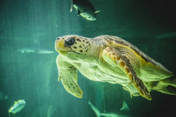 거 대 한 바다 거북 — 스톡 사진