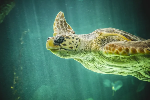 Huge sea turtle — Stock Photo, Image