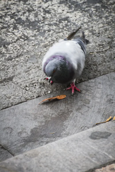 スペイン語の鳩 — ストック写真