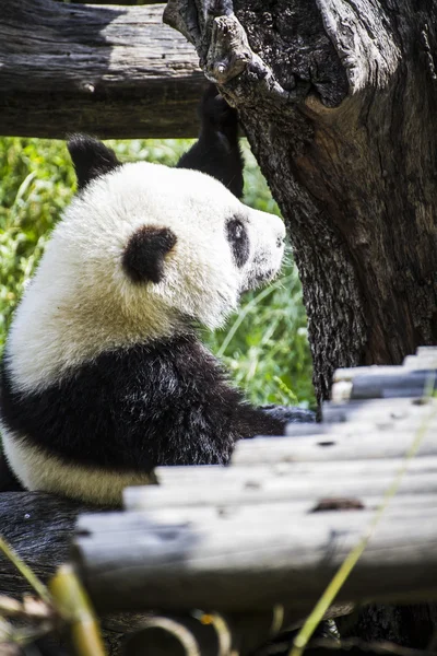 Panda urs joc — Fotografie, imagine de stoc