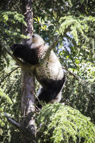 Urso Panda jogando — Fotografia de Stock