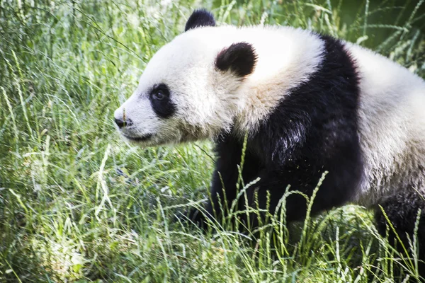 Panda bear playing — Stock Photo, Image