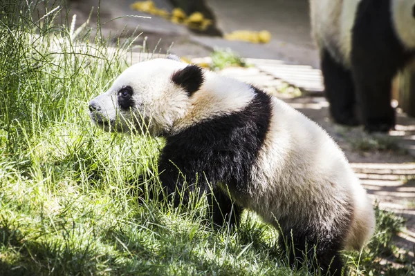 Urso Panda jogando — Fotografia de Stock