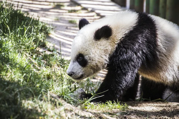 Urso Panda jogando — Fotografia de Stock