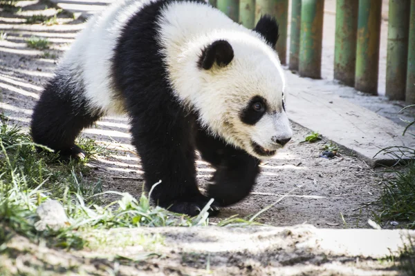 Panda bear playing — Stock Photo, Image