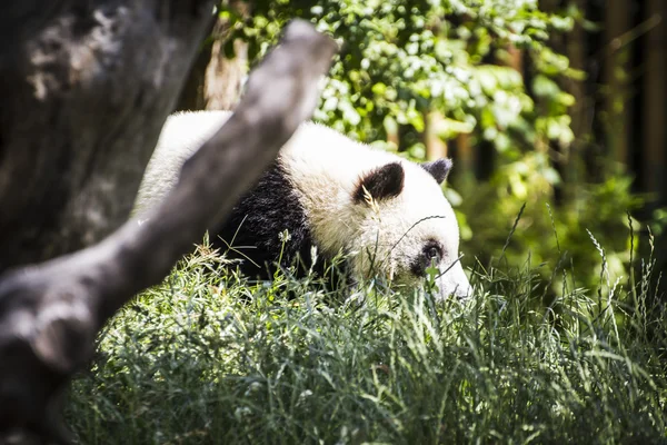 Panda bear playing — Stock Photo, Image