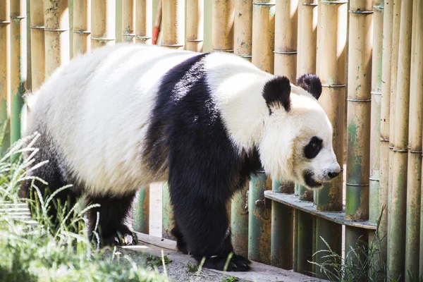 Panda bear playing — Stock Photo, Image