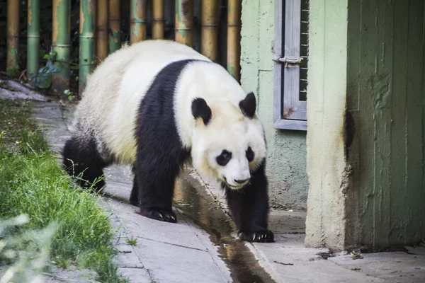 Panda bear playing — Stock Photo, Image