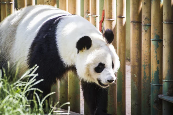 Panda bear playing — Stock Photo, Image