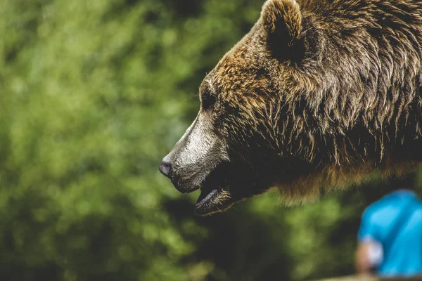 Orso bruno peloso — Foto Stock