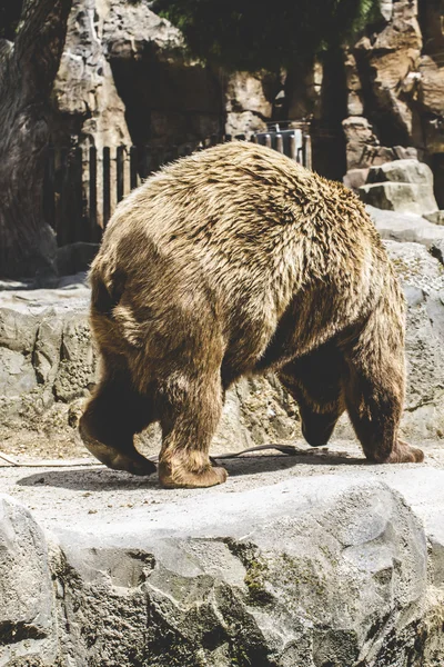 Furry niedźwiedź brunatny — Zdjęcie stockowe