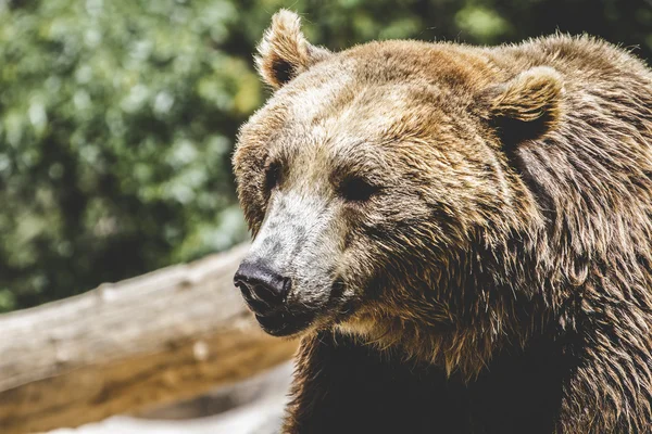 Szőrös barna medve — Stock Fotó