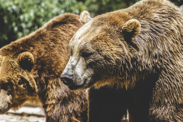 Urso castanho peludo — Fotografia de Stock