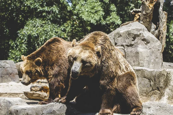 Pelziger Braunbär — Stockfoto