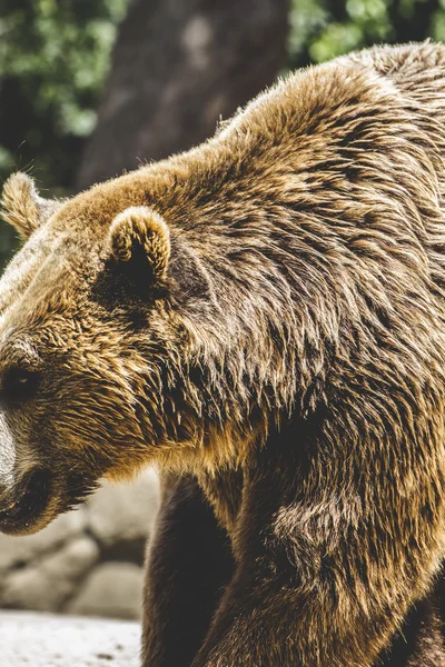 Szőrös barna medve — Stock Fotó