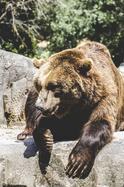 毛茸茸的棕色的熊 — 图库照片