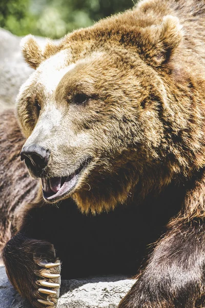 Urso castanho peludo — Fotografia de Stock