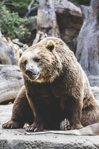 毛皮のような茶色のクマ — ストック写真