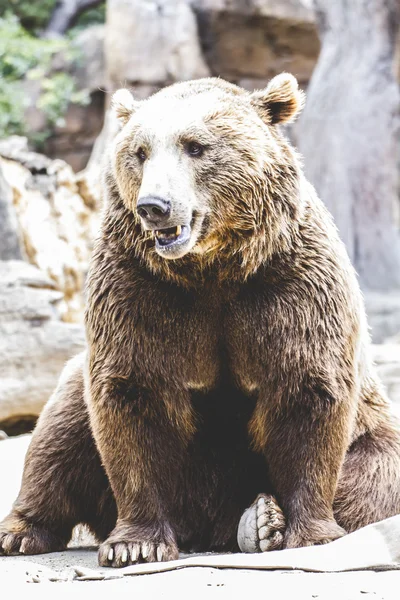 Urso castanho peludo — Fotografia de Stock