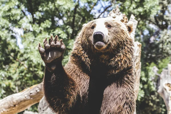 Oso ondeando con garra — Foto de Stock