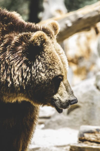Kožešinový medvěd hnědý — Stock fotografie