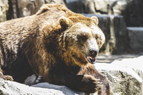 Orso bruno peloso — Foto Stock