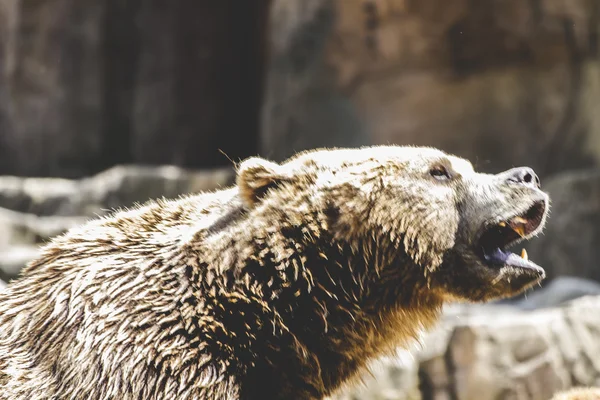 Kožešinový medvěd hnědý — Stock fotografie